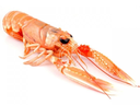 Langoustines 17/20 1KG